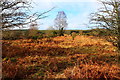 Scrubland near Knockman Wood