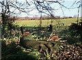 Carving on the Compost Heap