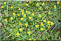 Winter Aconites