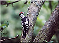 A juvenile great spotted woodpecker (Dendrocopus major)