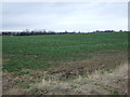 Crop field off the B1403