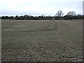 Crop field, Walkeringham