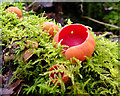 Scarlet Elf Cap fungi at Risley Moss nature reserve