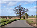 Tree by the lane