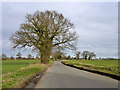 Tree by the road