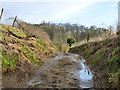 Burrowing activity on Mill Lane