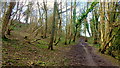 Muddy path through Brockhill Coppice