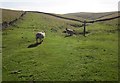 SK1381 : Sheep on the Limestone Way by Derek Harper