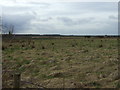 Rough grazing off Langholme Lane