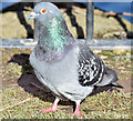 J3675 : Feral pigeon, Victoria Park, Belfast - March 2015(3) by Albert Bridge