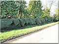 Strangely pleasing angular cut hedge