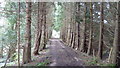 Avenue of conifers at Mellington Hall