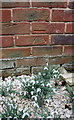 Benchmark and snowdrops at #31 Wiltshire Road