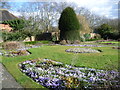 Crocuses in Gladstone Park