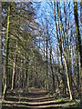 Path in woodland on the south bank of the River Tyne (2)