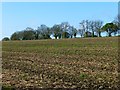 Farmland, Grafton