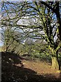 Belt of trees, Whiteford Plantations