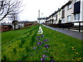 Purple and white crocuses, Gallows Hill, Omagh