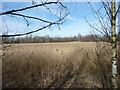 Reed Bed at Colliers Moss Common Nature Reserve