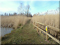 Path across reed marsh at Colliers Moss Common, Parr