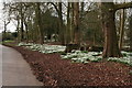 Snowdrops by the road through Edlington