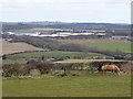 Horse in field at Stony Bank