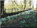 Snowdrops by Minting Lane