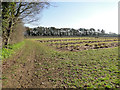 Vineyard at High House Farm