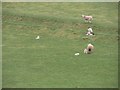 NT9451 : Ewes and lambs grazing grassland by Graham Robson