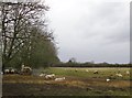 Sheep pasture by Grove Heath Road