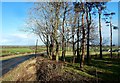 Roadside Trees