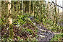 NX4858 : Burnside Trail, Balloch Wood by Billy McCrorie