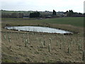 Pond near Blue Lodge Farm