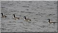 NT9452 : Canada geese on the River Tweed by Graham Robson