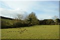 Hedges by Amlwch Rd