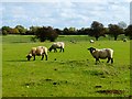 Pasture, Wootton