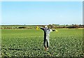 Scarecrow at Little Bytham, near Bourne, Lincolnshire