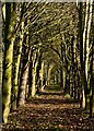 Avenue of trees, Upton, near Beeford