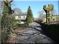 Pollarded tree, Ellen Royd Lane, Midgley