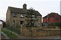 Monkey tree in a garden in Faldingworth