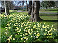 Daffodils in Central Park, East Ham