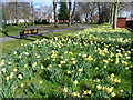 Daffodils in Central Park, East Ham