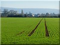 Farmland, Stoke Mandeville