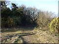 Track (footpath) into woodland, Lindrick Common