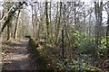 Bridleway going east in Ridings Wood