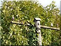 Top of an old telegraph post