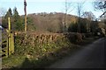 Laid hedge, Holbeam Mill