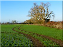 SP8210 : Farmland, Stoke Mandeville by Andrew Smith