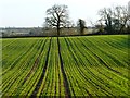 SP8521 : Farmland, Aston Abbotts by Andrew Smith