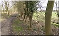 Bend on footpath by field near Blackmoor Farm 